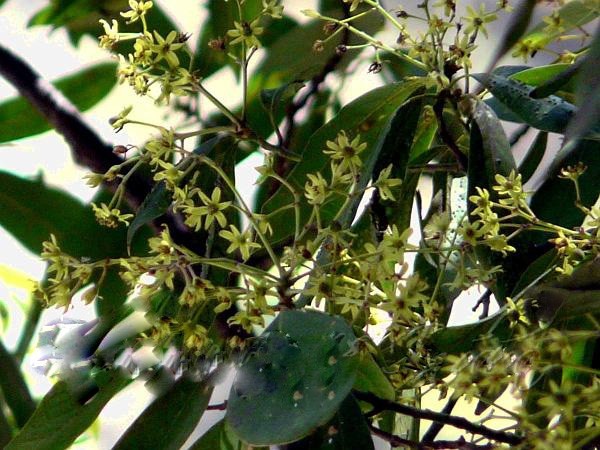 Cây Kháo nhậm. Machilus odoratissima Nees - Cây Thuốc Nam Quanh Ta